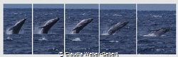 the big splash jump.......... 
humpbach whale by Claudia Weber-Gebert 